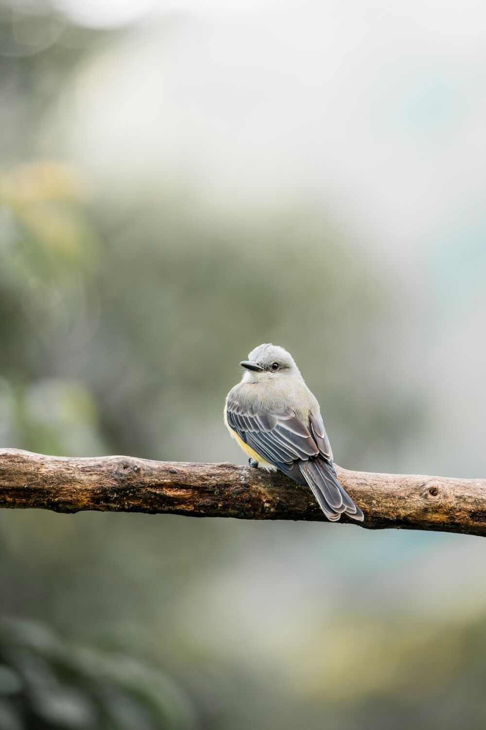 Rust op een Tak De Eenvoud van de Natuur