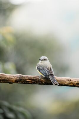 Rust op een Tak De Eenvoud van de Natuur