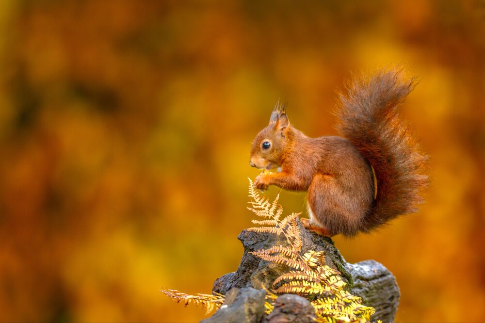 Eekhoorn in de herfst