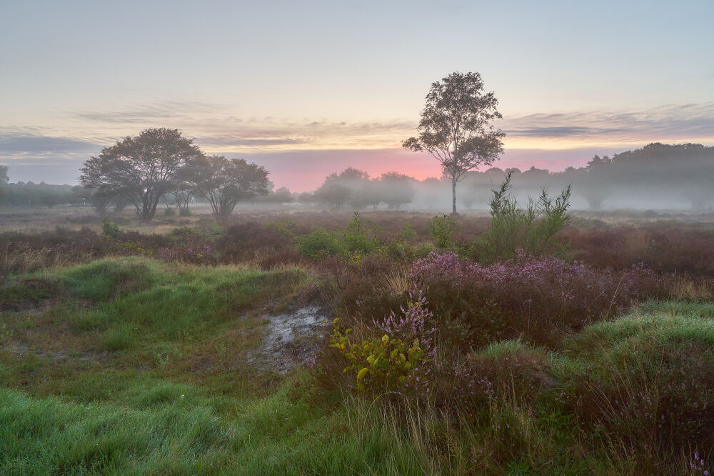 Ochtendgloren op de bloeiende heide