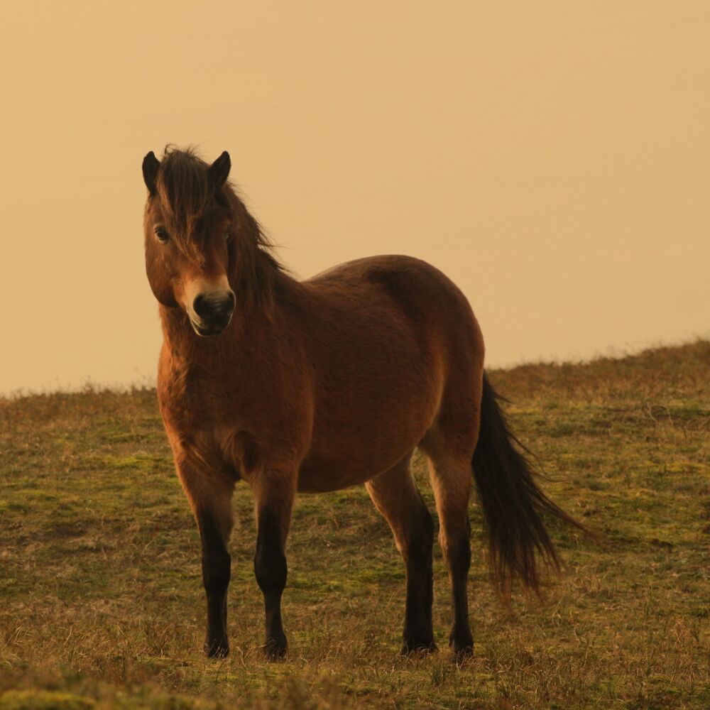 Exmoorpony