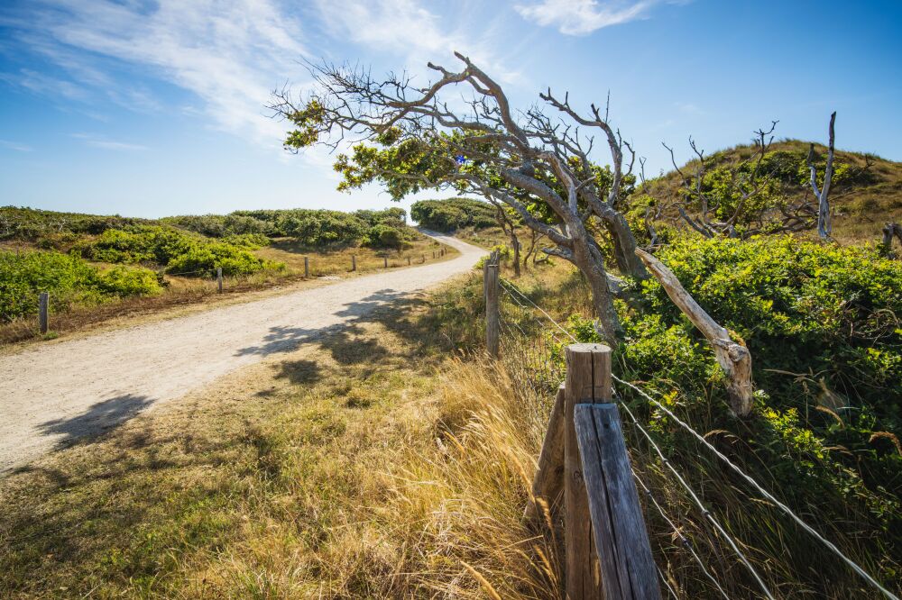 Weird shaped tree by the wind on the coast in the dunes