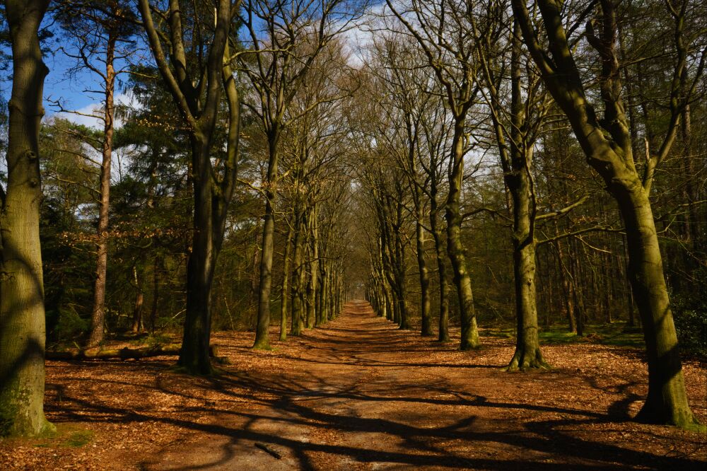 Infinite path in beautiful forest