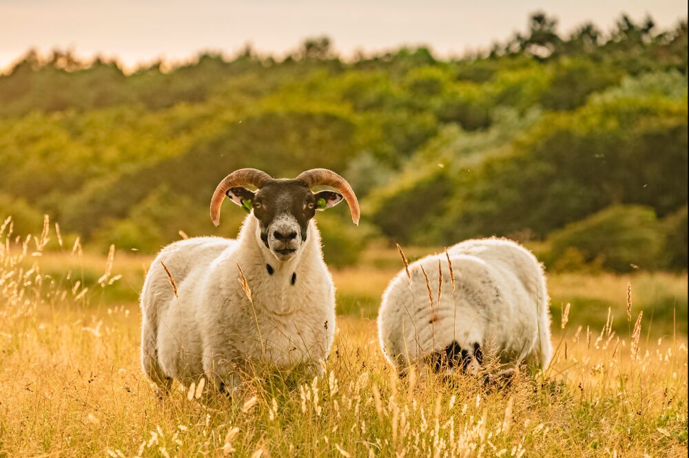 Schapen in het duin