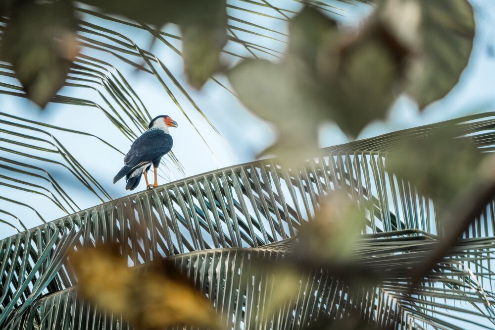 Versteckt im Palmengarten Vogel in Tropischer Szenerie