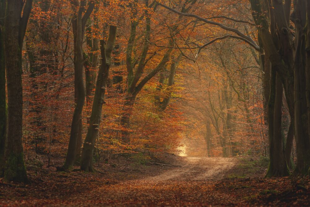 De herfstkleuren in het Speulderbos