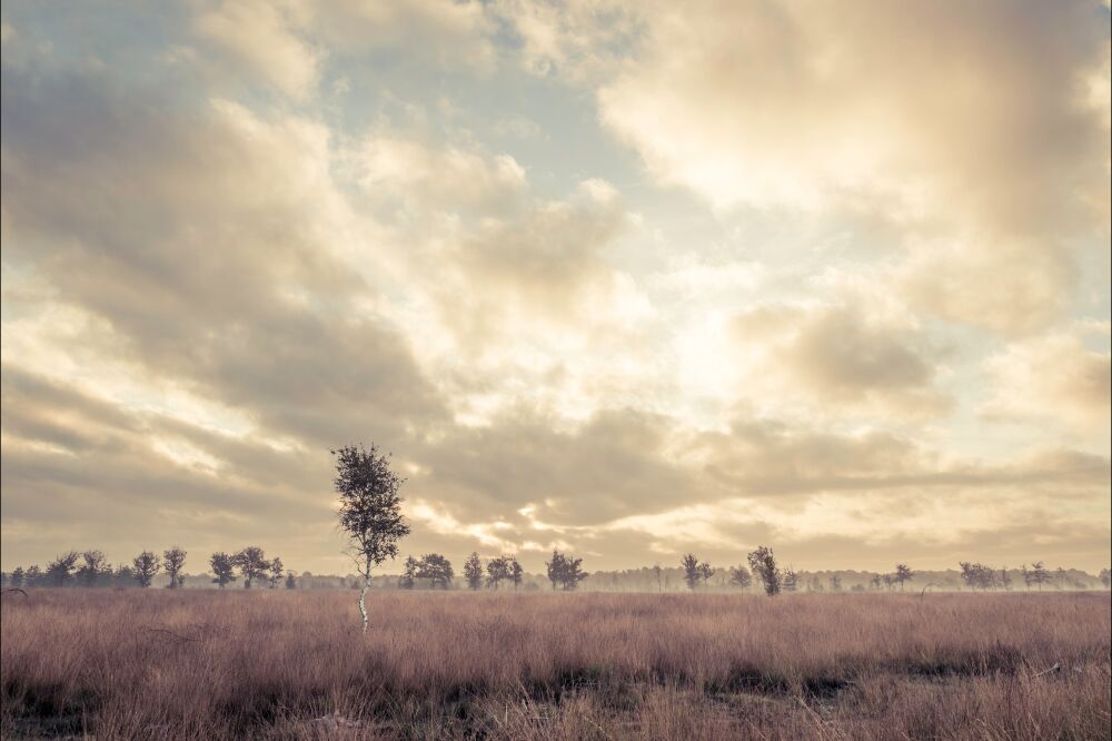 Heidegebied Brabant