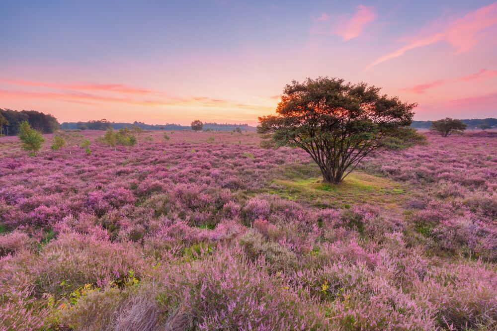 Een zomerse zonsopkomst met bloeiende heide