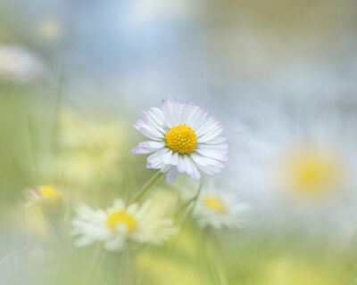 Verborgen Schoonheid: Klein Bloemen in het Gras