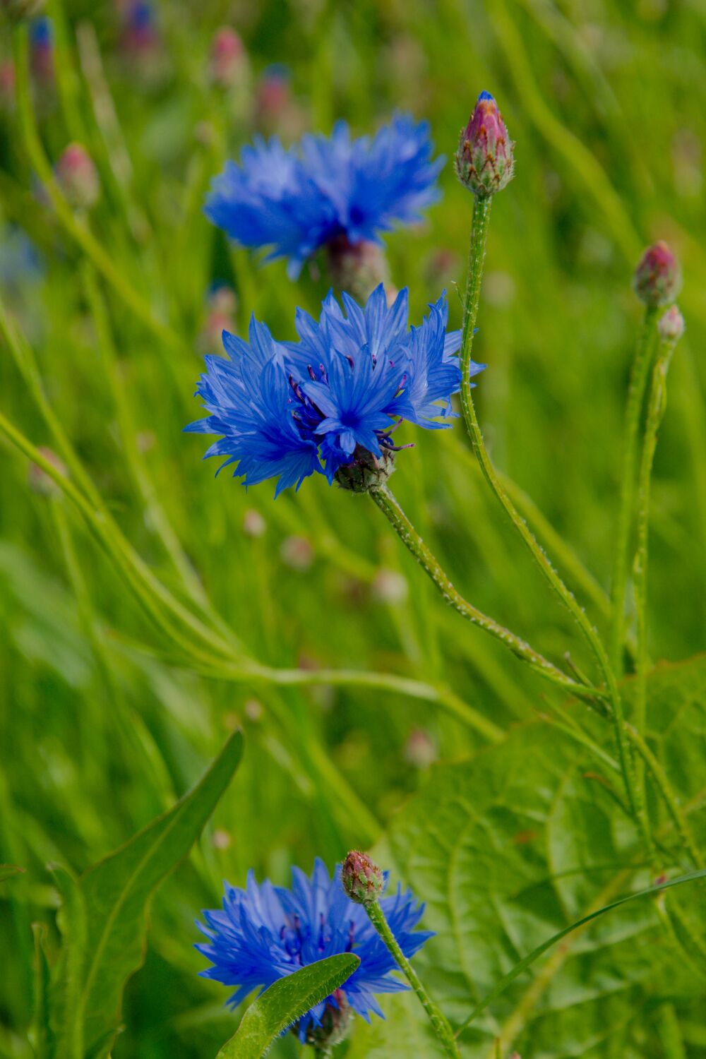 Korenbloemen