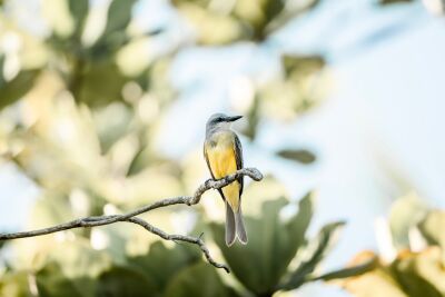 Subtle Elegance Bird on a Branch