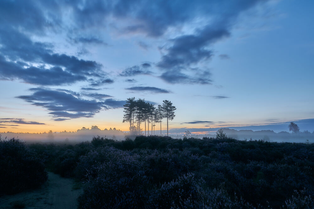 Zonsopkomst op de nevelige heide