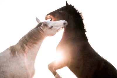 Dance of Strength and Grace Playing Horses in Backlight