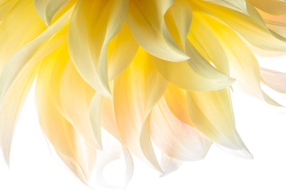 Close up dahlia