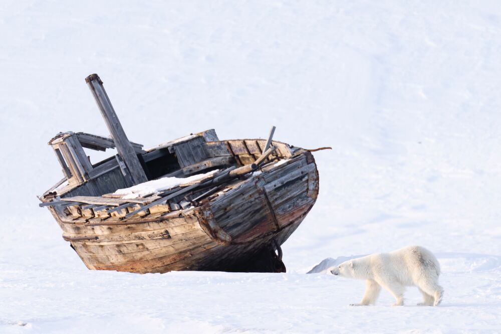 Polar bear with old fishing boat