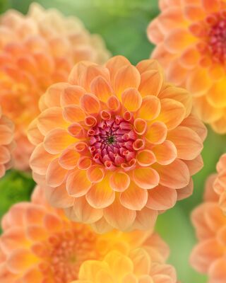 Oranje Dahlia’s in Volle Glorie