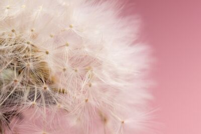 witte pluizige paardebloem close-up