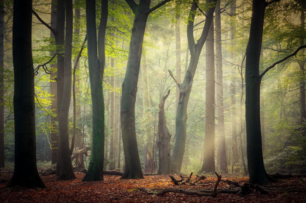 Serene play of light in an enchanted autumn forest