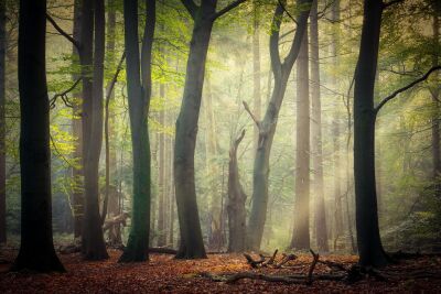 Mystieke ochtendzon in de Kaapse Bossen