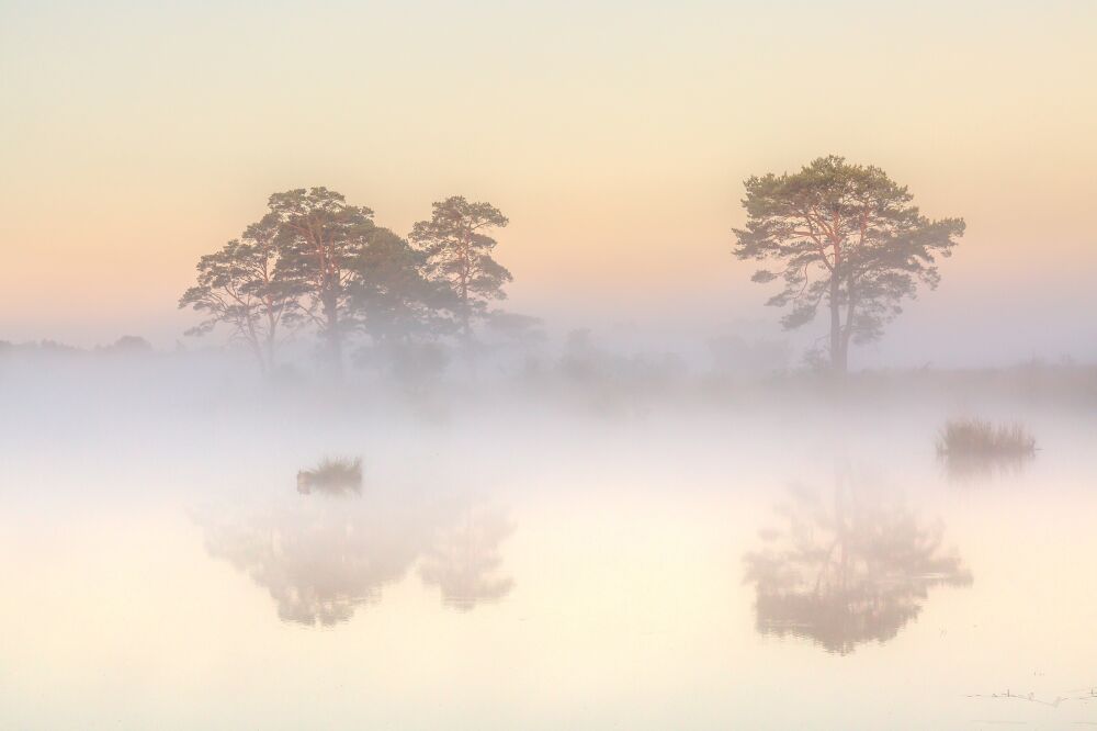 Een sfeervolle zomerse ochtend met mist