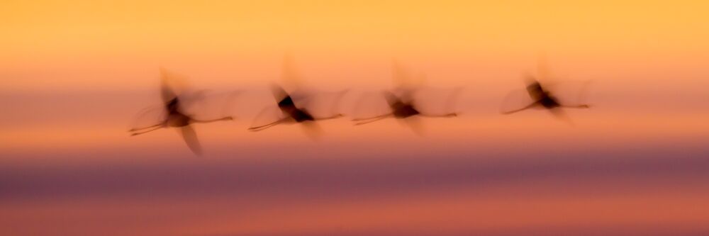 Flamingo group with slow flight