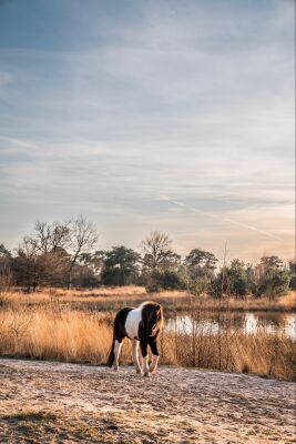 Amidst Reeds and Reflections Piebald Pony by a Quiet Pond