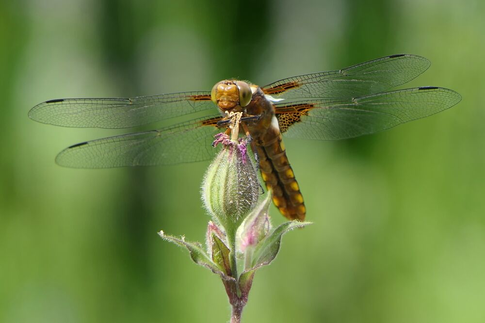 Platbuik-libelle