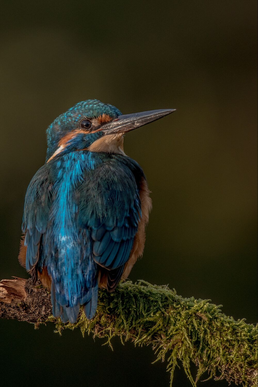 IJsvogel is bijzonder mooi licht in de ochtend