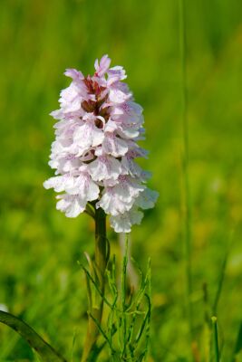 Gevlekte orchis op Texel