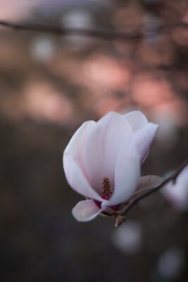 Magnolia bloesem met fijne bokeh