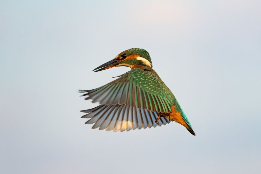 Kleuren in vogelvlucht