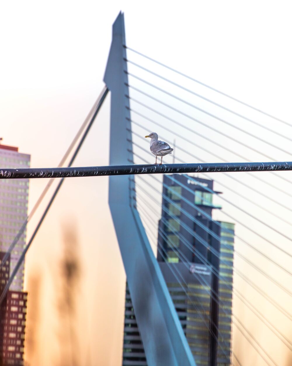 Erasmusbrug Rotterdam