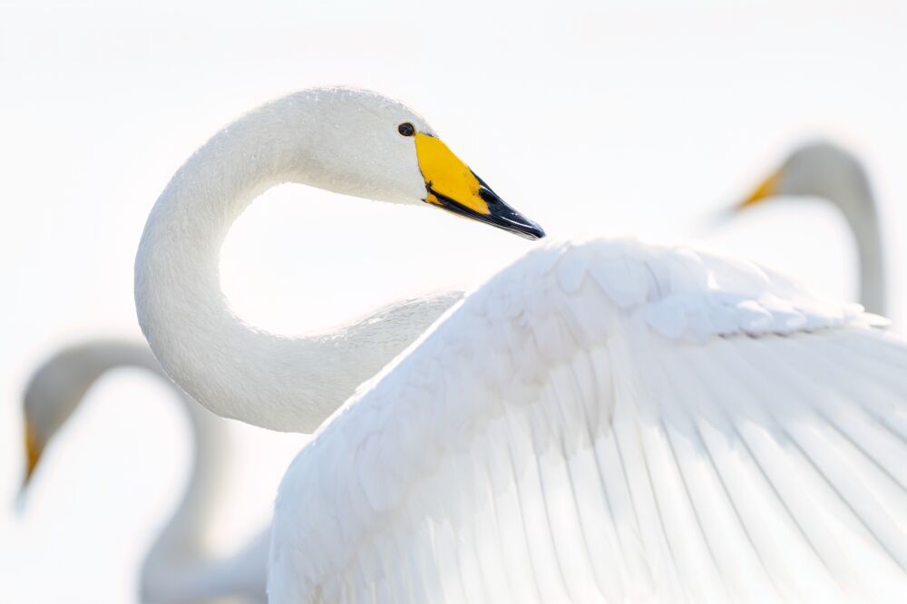 Wildschwäne in Fine Art – Zeitlose Naturpracht