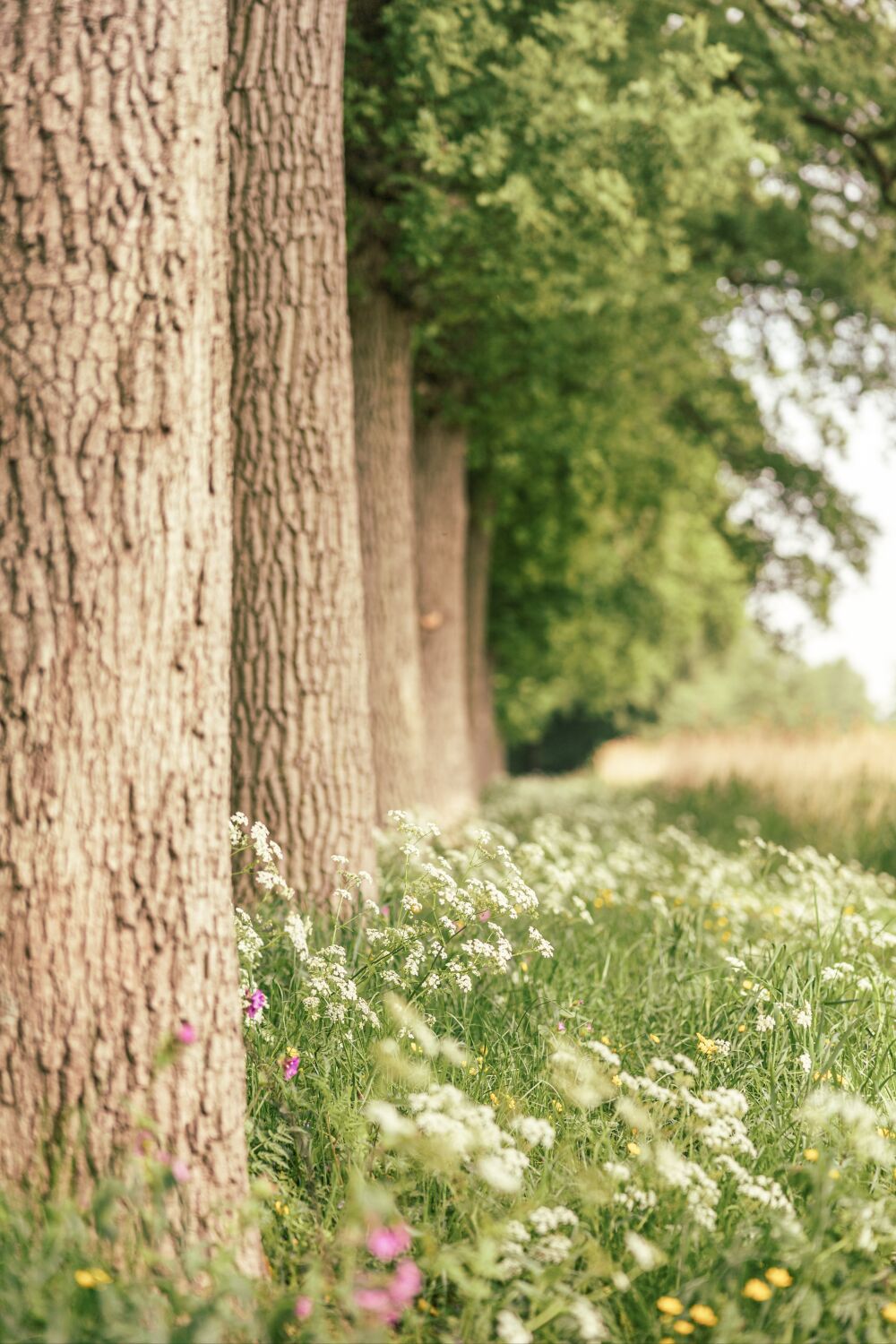 Fleurige berm met fluitenkruid