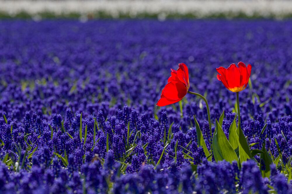 Rood, wit en blauw bloembollen veld met tulpen en druifjes