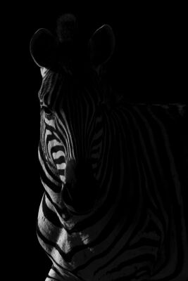 Zebra in Silhouet - Intense Schaduwreflecties