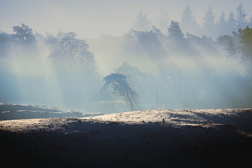 Ochtendnevel langs bosrand op zandverstuiving in Nationaal landschap