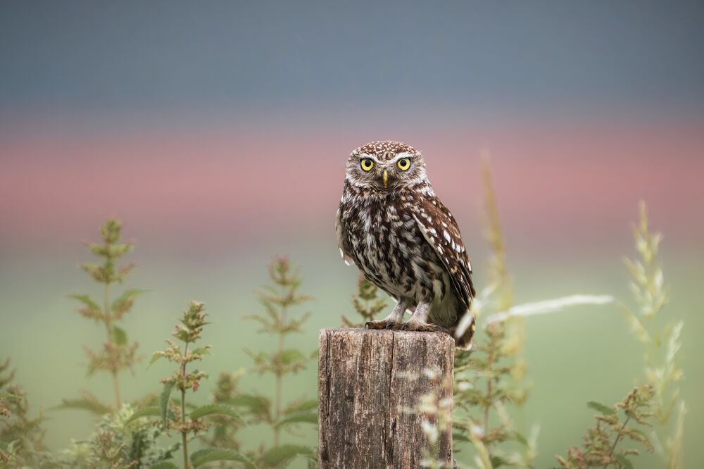 De Steenuil in het Boerenlandschap