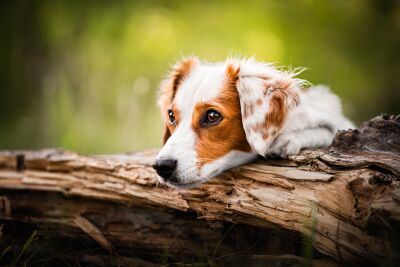 Zomer Hond