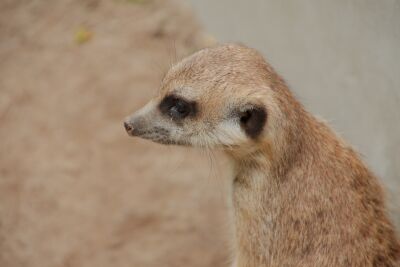 Stokstaartje in Texel Zoo