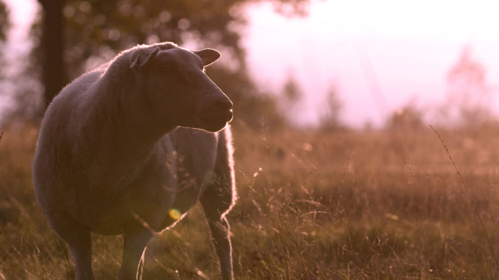 Backlight of Drents heath sheep in Dwingelderveld, the Netherlands