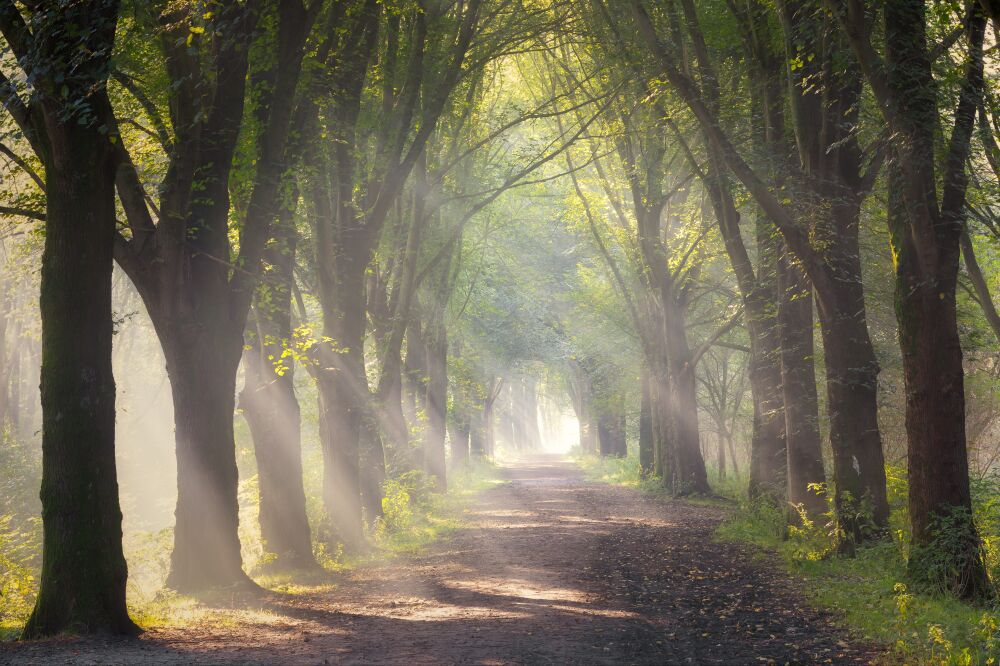 Sereen bospad in de ochtendmist met zonneharpen