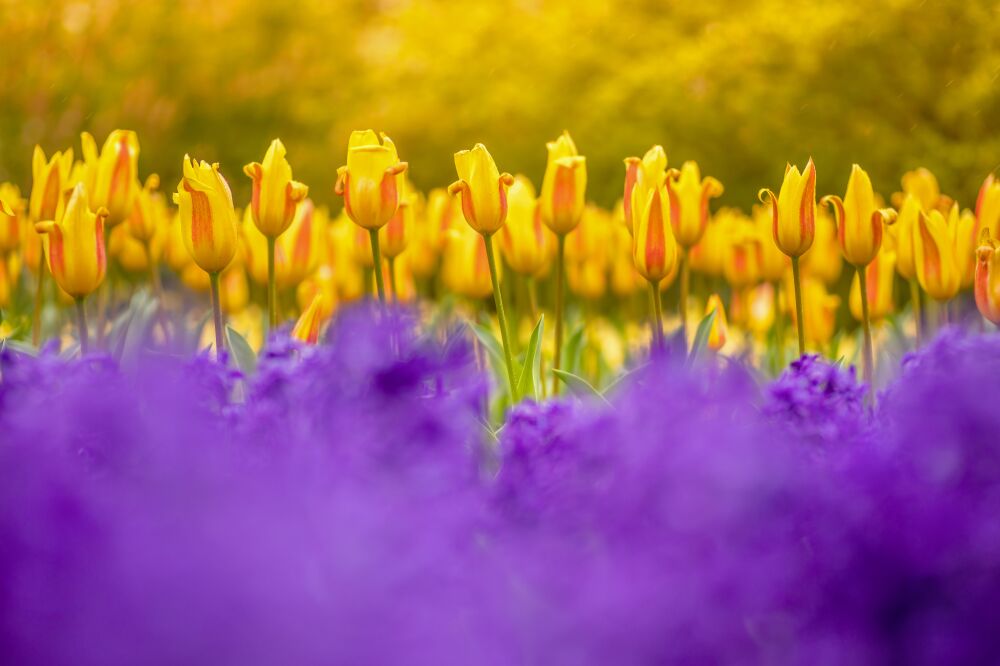 Kleurrijke bloemen in het voorjaar