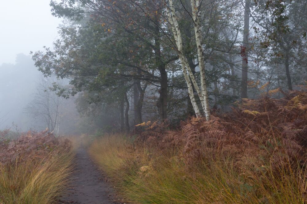 Fog in the forest