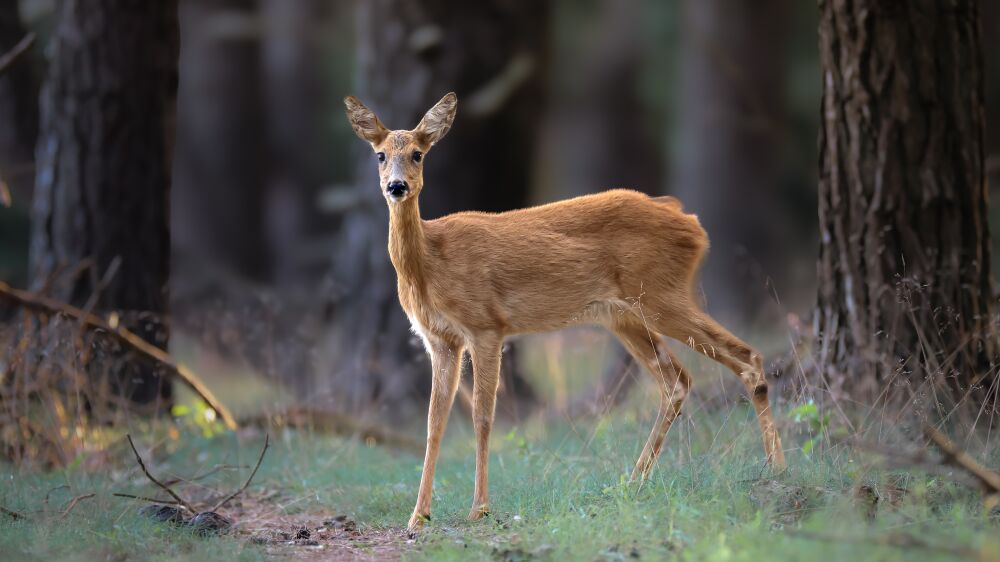 Wildlife_PG Ree in het bos