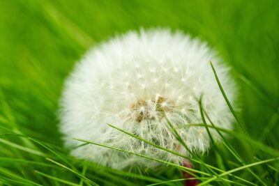 close-up van een pluizige paardenbloem midden in het gras