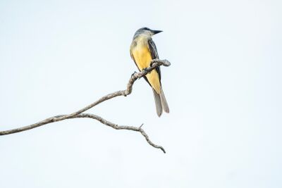 Lightness of Nature Bird on a Solitary Branch