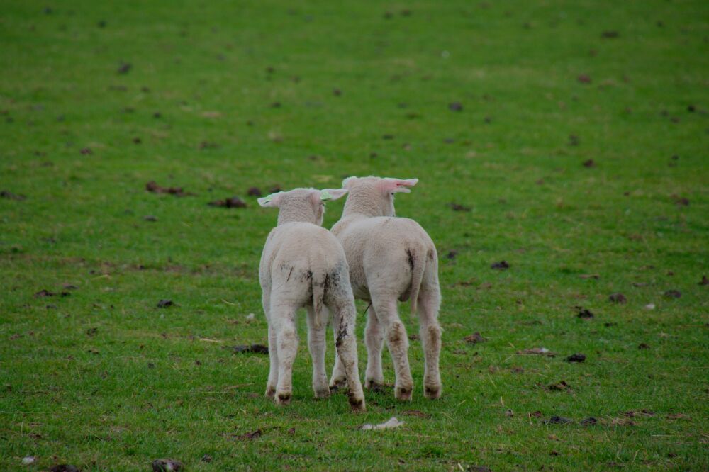 Twee lammetjes