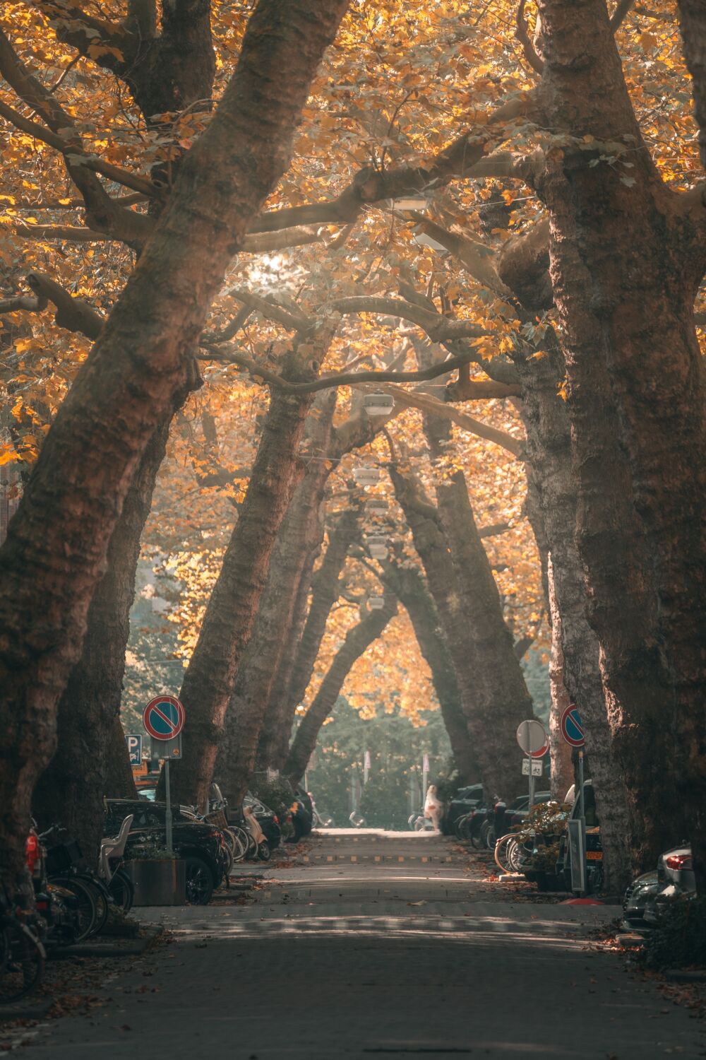 Autumn in Lomanstraat