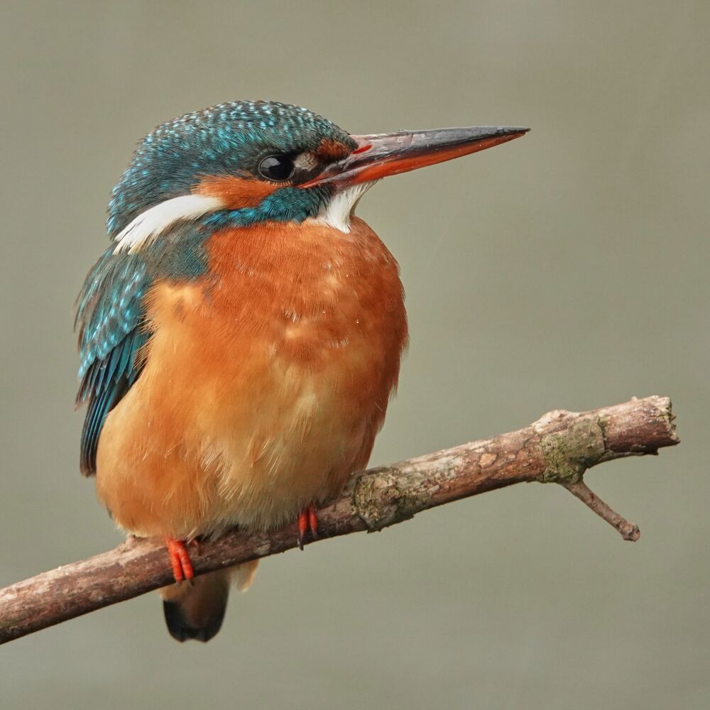 IJsvogel in een hagelbui